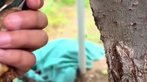 Freeing a trapped kingfisher.❤️