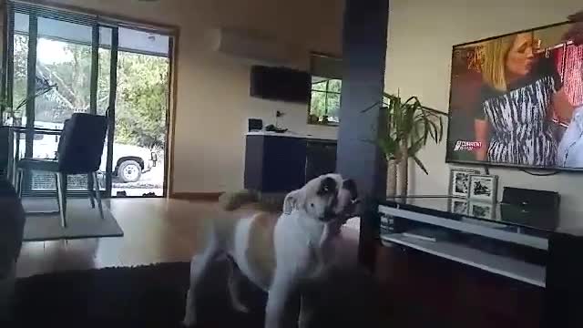 Frankie the Aussie Bulldog ball catching skills