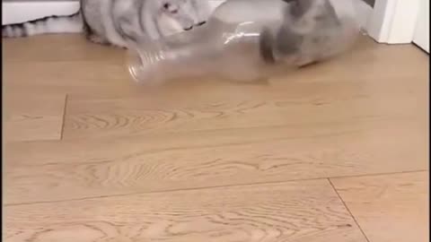 Funny cats