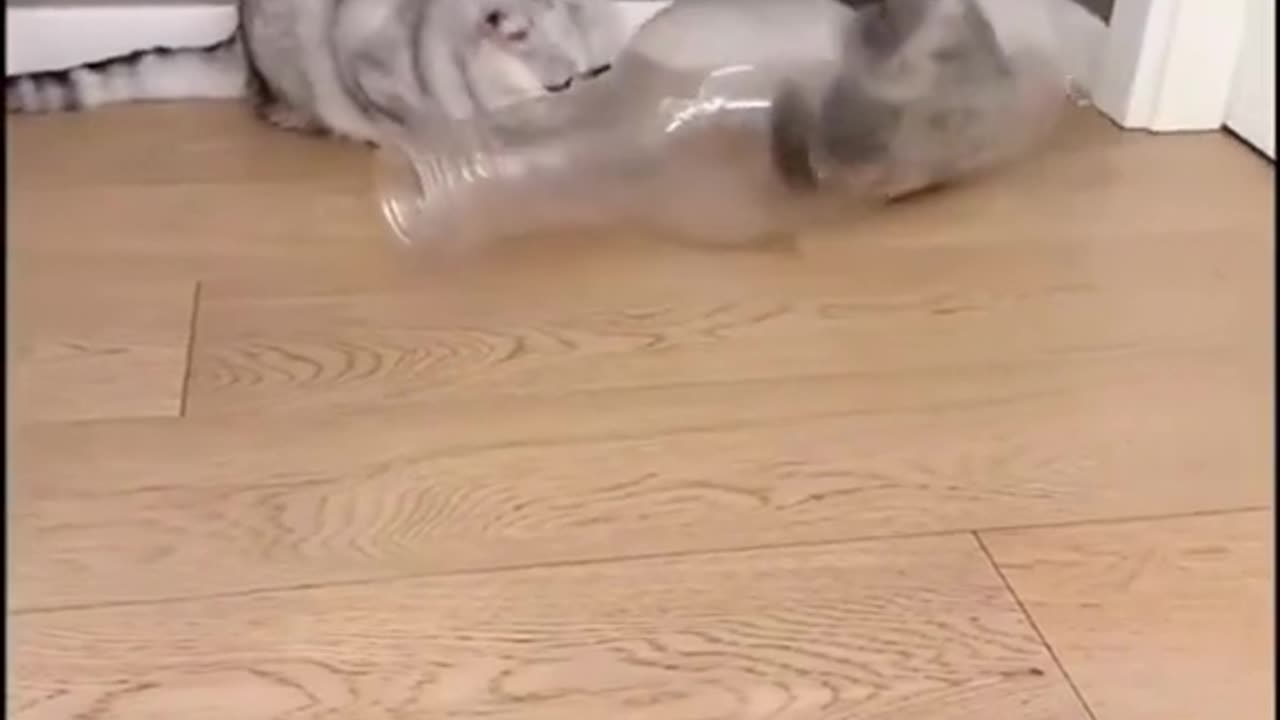 Funny cats