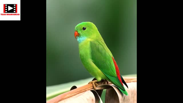 Parrot videos ll #cutanimals #dogs #parrottalking #workfromhome2022