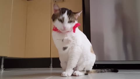 Cute cat 4k HD videos