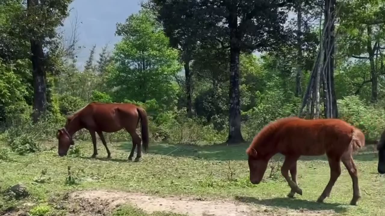Relaxing white noise in the morning with horses herd 😍😍