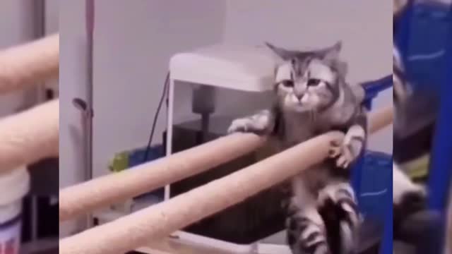 Cute pet funny video