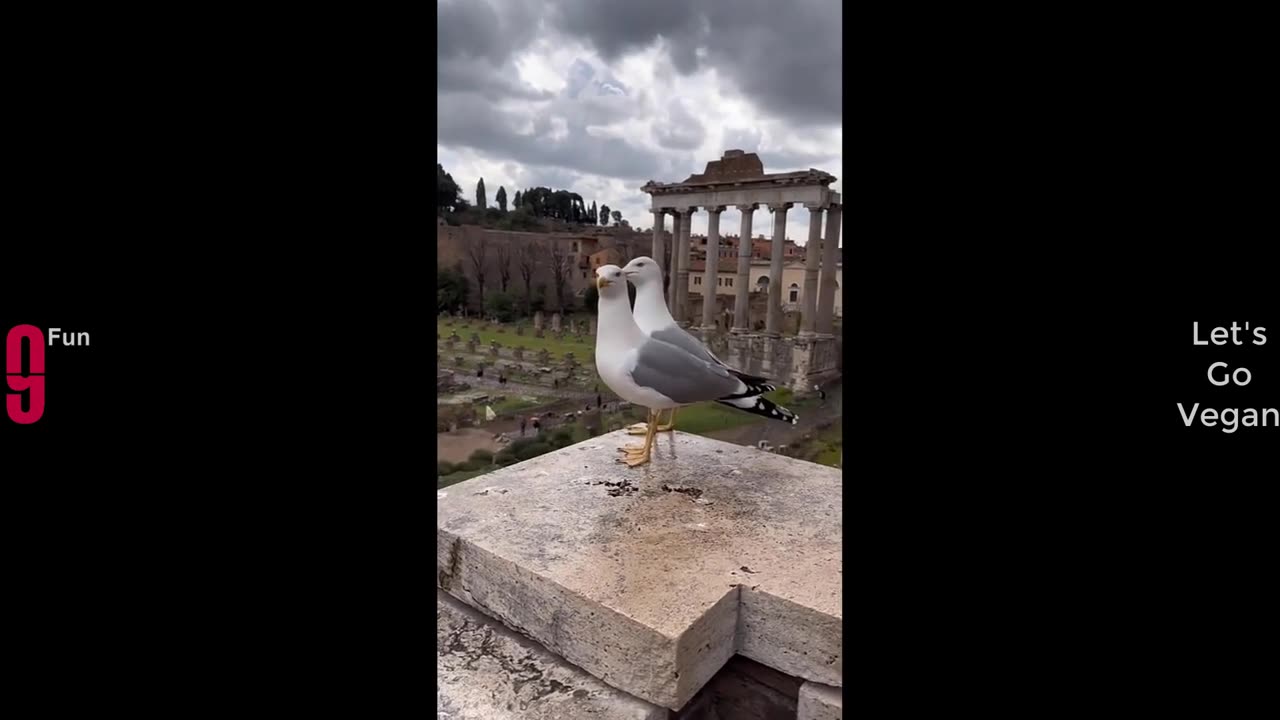 TRY NOT TO LAUGH 😆 Best Funny Videos Compilation 😂😁😆