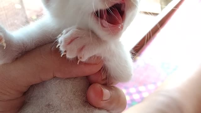 Cute kitten