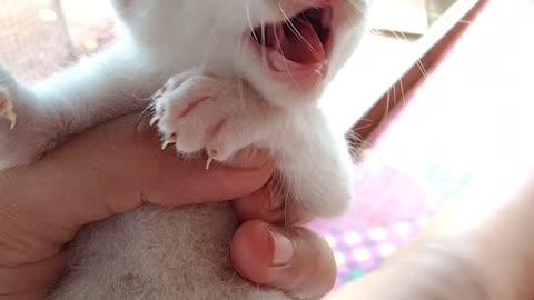 Cute kitten