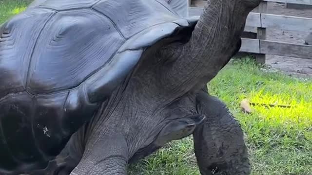You know what? This turtle may live 10 times longer than you