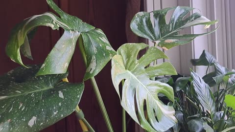 Plant Haul