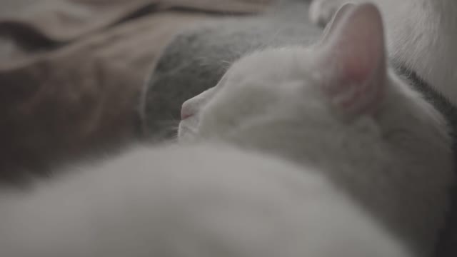 White cat sleeps peacefully