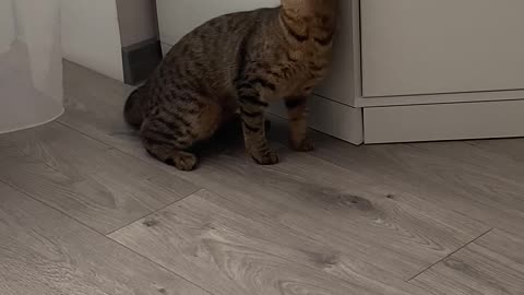 funny cat