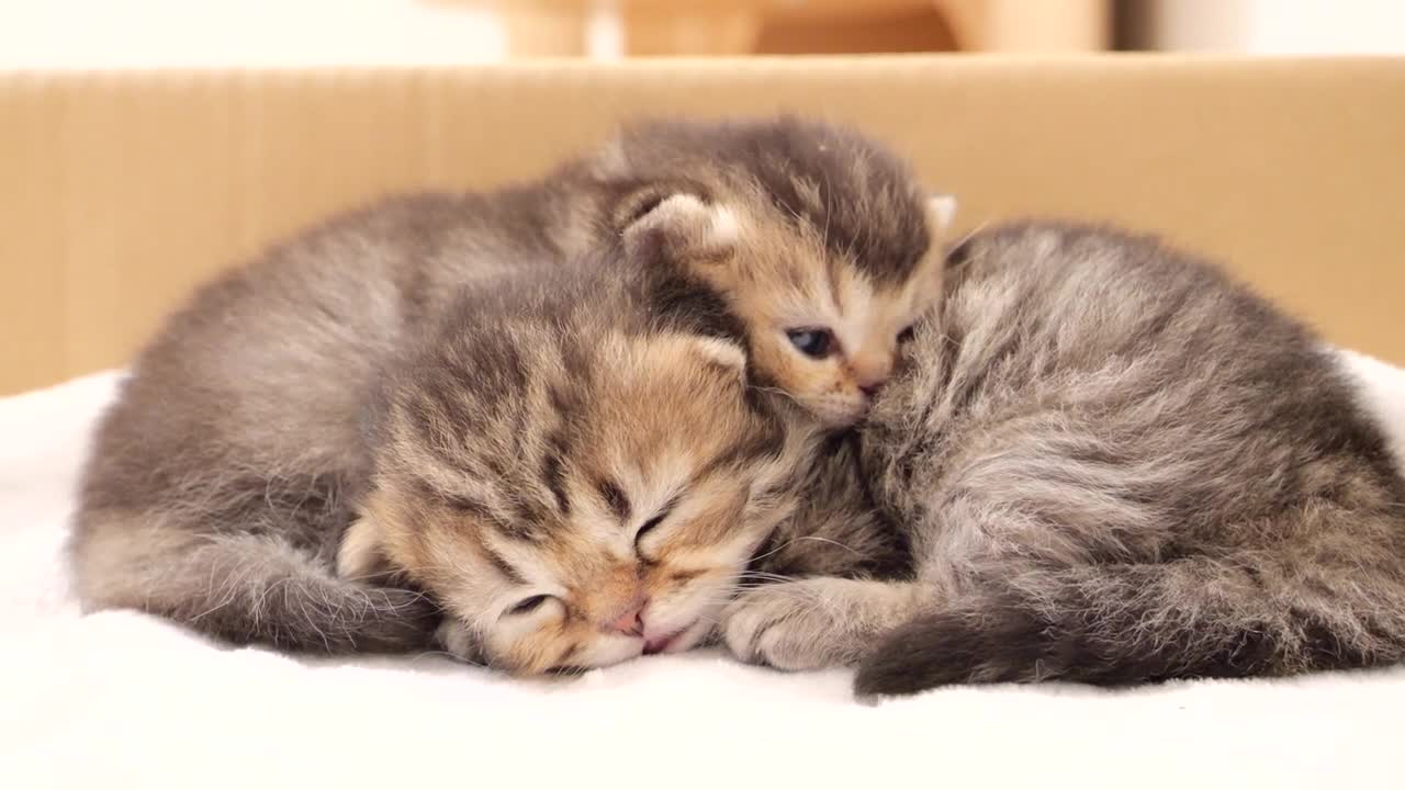 Kittens sleep on their backs, and they are very cute