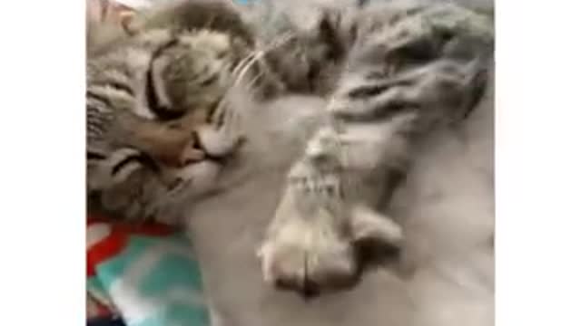 Mom hugs are the best hugs happy mother's