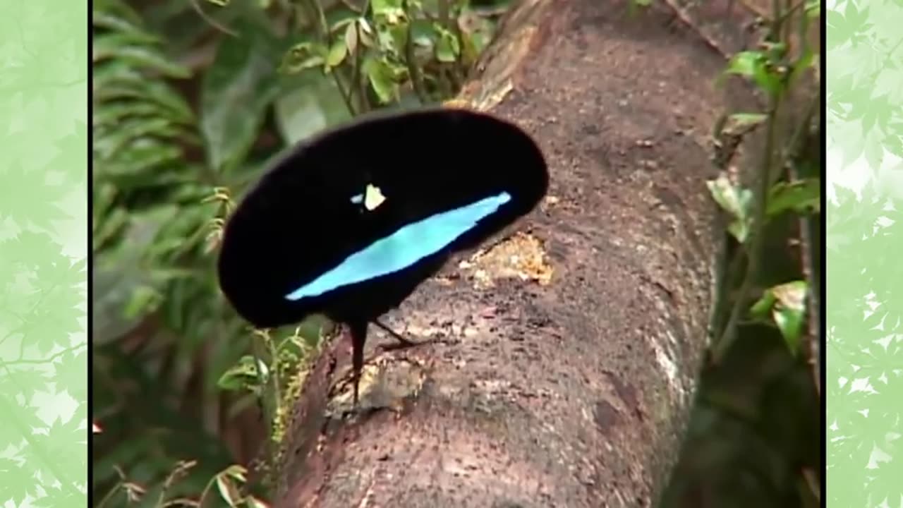 Birds of paradise weird and wonderful