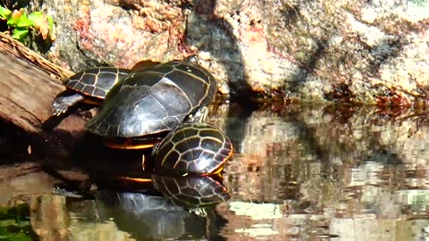 Painted Turtles