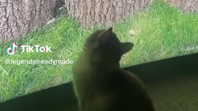 Try Not To Laugh Funniest Cat Video On YouTube !With Black Willy Wonka Legend Already Made