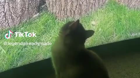 Try Not To Laugh Funniest Cat Video On YouTube !With Black Willy Wonka Legend Already Made