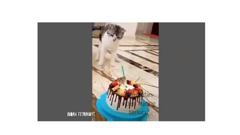 Kumpulan video kucing terlucu