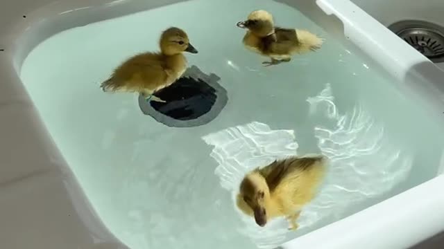 Ducks in the kitchen sink