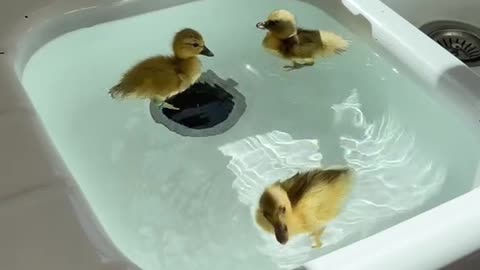 Ducks in the kitchen sink