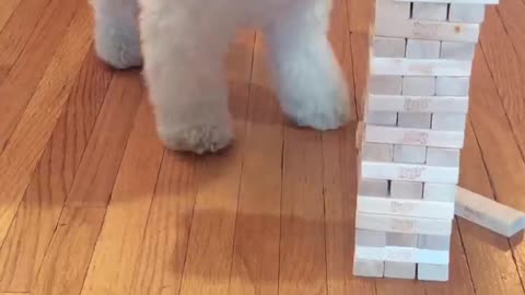 Dog plays jenga