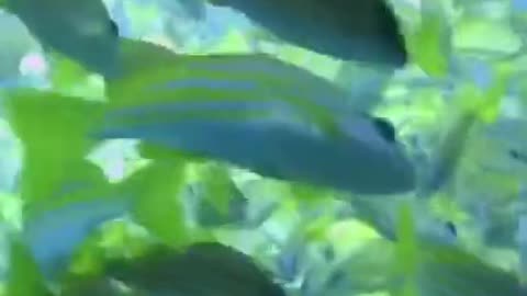 Group of thousands of beautiful green fishes #shorts #viral #shortsvideo #video