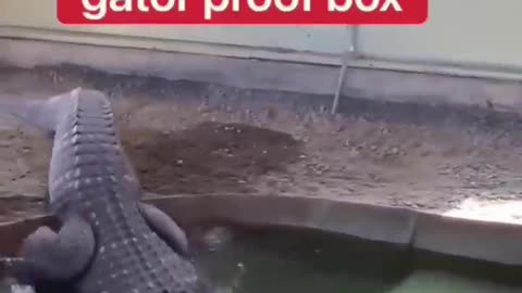 The crocodile in the pool