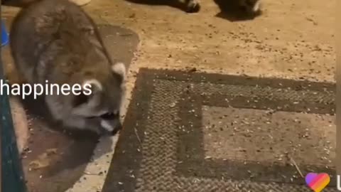 funnyanimal