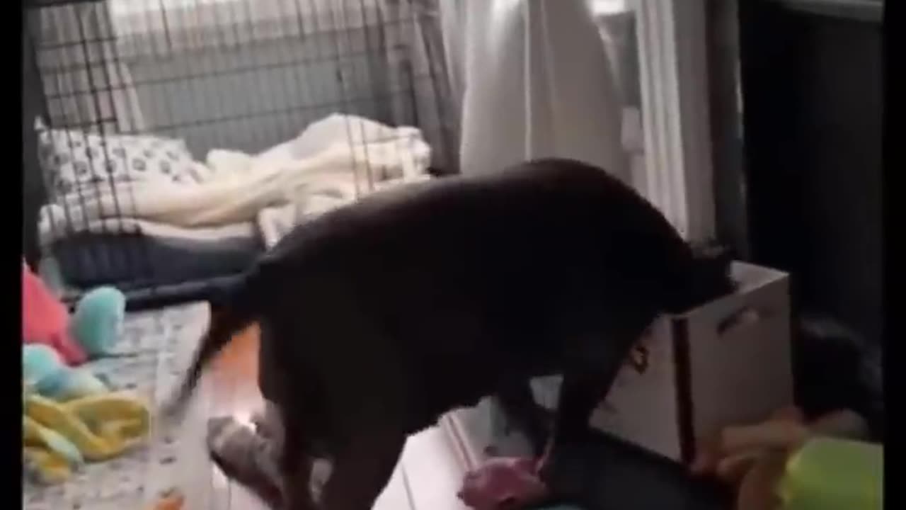 When your dog more funny then you 😂