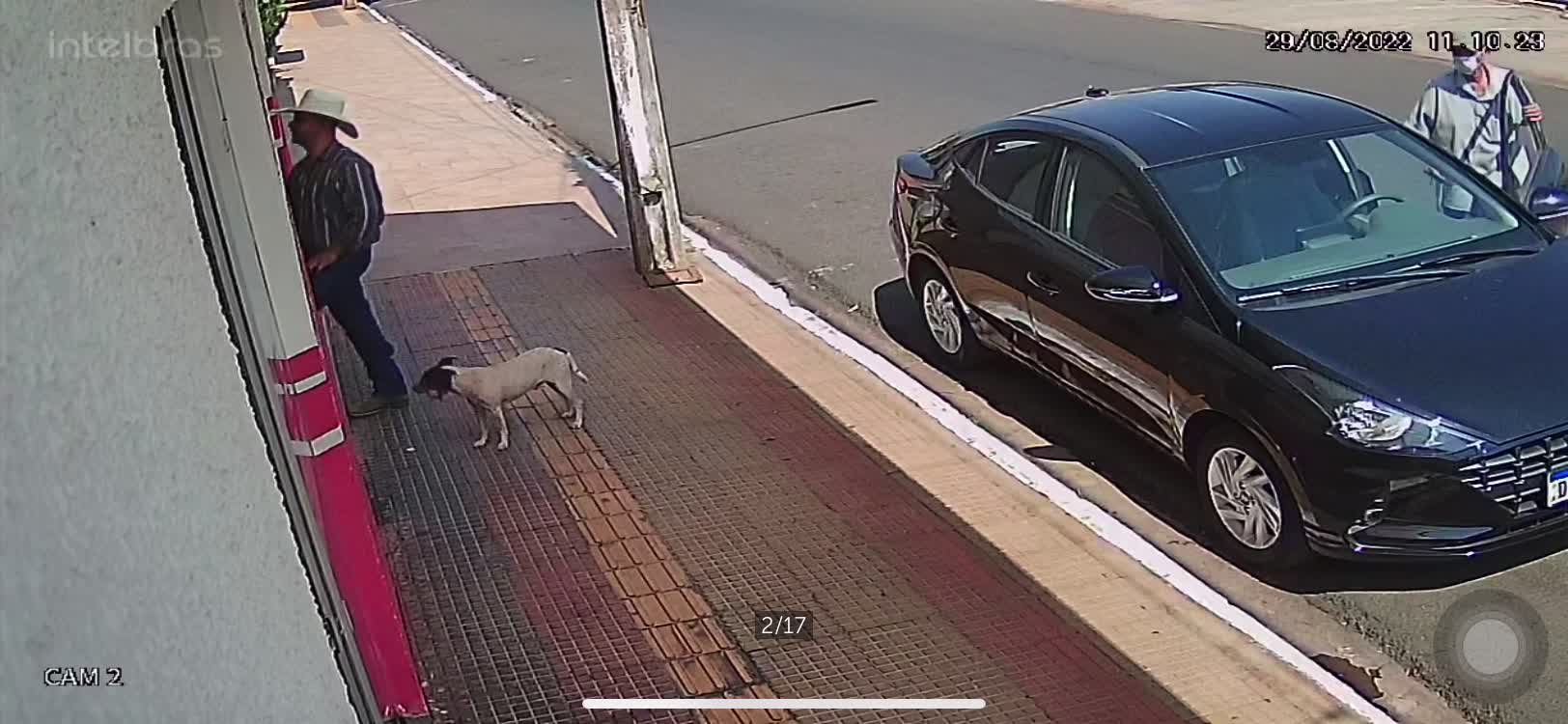 An Adventurous Dog Explores a Stranger's Car