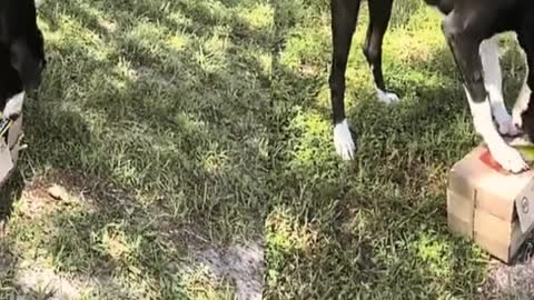 Dog Unexpectedly Produce Honest Sugar Cane