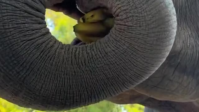 Elephant eating banana