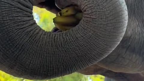 Elephant eating banana