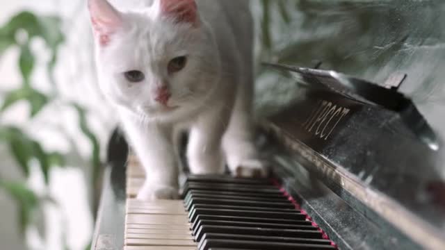 A cat walking over the piano