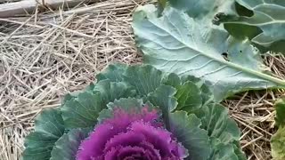 Purple Cabbage