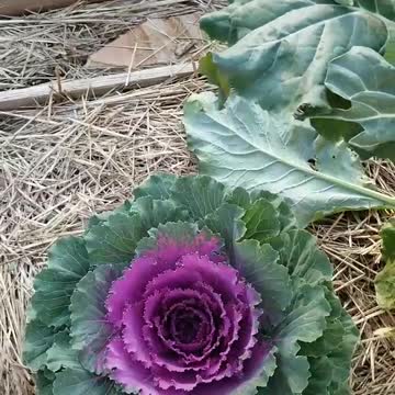 Purple Cabbage
