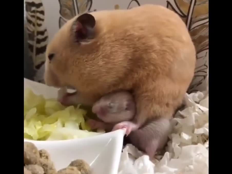 The cuteness of hamsters