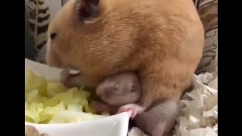 The cuteness of hamsters