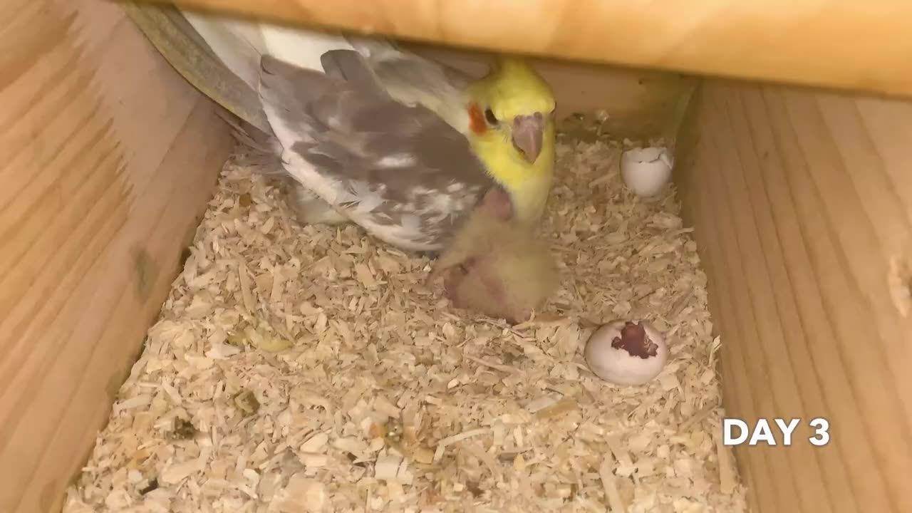 Baby Bird's First 25 Days
