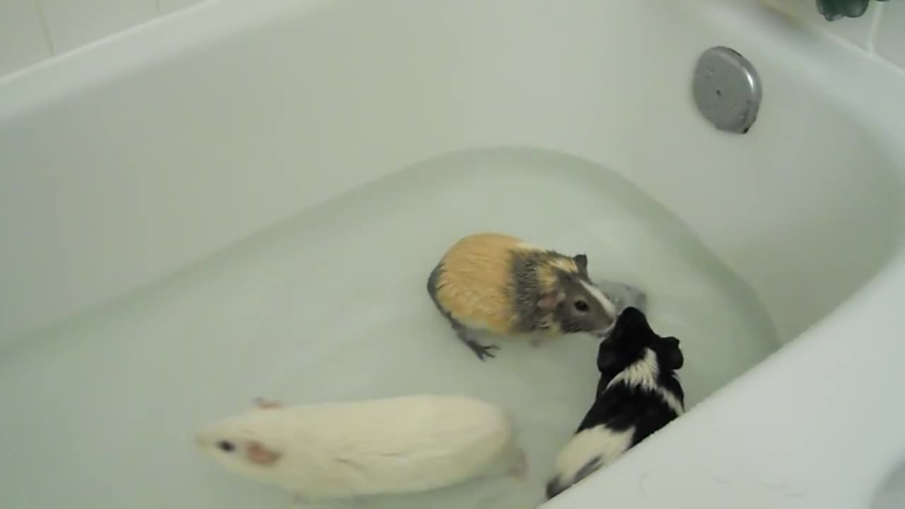 Guinea Pig Tub Time