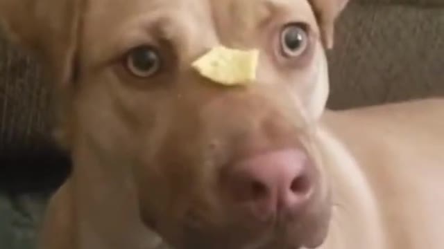 Funniest Animals Video Funny Dogs #funny #funnyvideo #funnyvideos #dog #funnydogs #doglover #animal