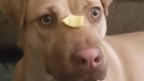 Funniest Animals Video Funny Dogs #funny #funnyvideo #funnyvideos #dog #funnydogs #doglover #animal