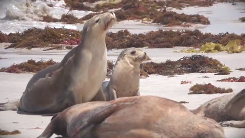 Lazy Seals