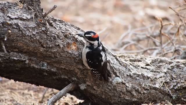 Birds build nests