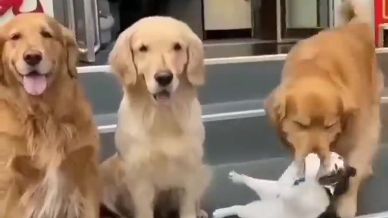 ASTONISHING_FRIENDSHIP #CATANDDOG