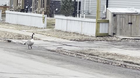 A pair of geese look for food