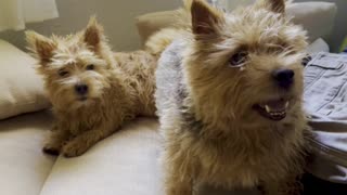 Adorable doggies get the zoomies after bath time