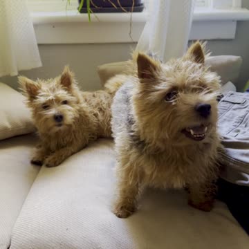 Adorable doggies get the zoomies after bath time
