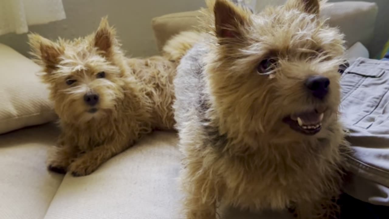 Adorable doggies get the zoomies after bath time