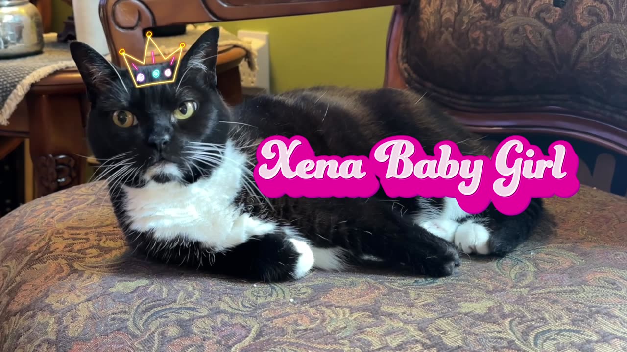 Xena Baby Girl sprawled & sniffing for treats!